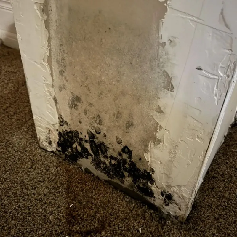 Professional Mold Removal in Solvang, CA